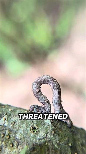 The Tiny Creature on Your Hand That Transforms Into a Twig to Survive #facts #reels