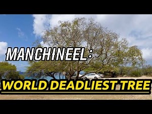 This Is The DEADLIEST and POISONOUS Tree In The World-MANCHINEEL | PHACTS