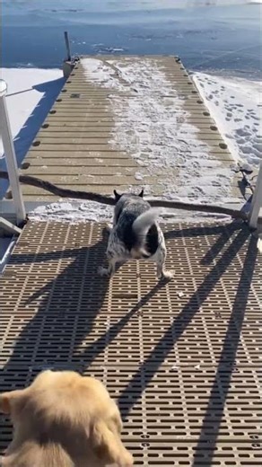 Determined Dog Hauls Giant Stick Up Snowy Dock