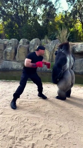Man vs. Gorilla: The Shortest Boxing Match Ever! 🥊🦍