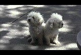 Cute White Dogs Sitting On Sidewalk - 20050731
