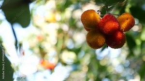 Strawberry tree or shrub ripe and unripe fruits, irish arbutus unedo harvest, cain or cane apple berries. California garden. Green leaves foliage. Mediterranean Europe flora, widespread in Ireland.