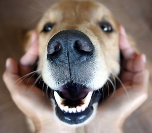 My Dogs Teeth are Chattering: What Does it Mean | Lincolnway Veterinary Clinic