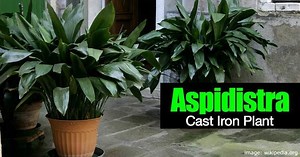 Aspidistra - Alchetron, The Free Social Encyclopedia