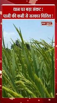 धान पर बड़ा संकट ! #rice #chawal #basmatirice #kisan #agriculture #farming #fasal #MarketTimesTV