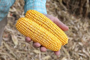What's the Difference Between Gene Edited Foods and GMOs?