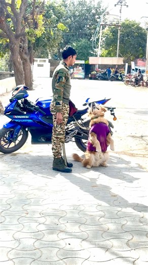 #goldenretriever #basicobedience #dogshorts #pets #puppytraining #dogtraining #dogs #dog #doglife
