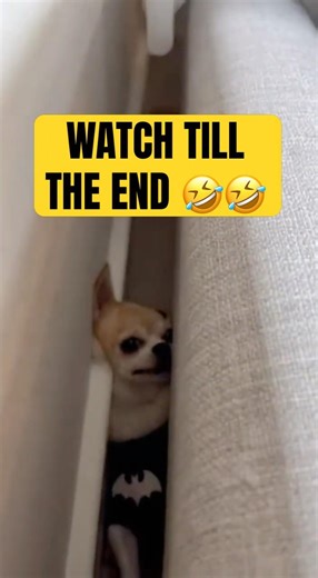 Fluffy's Sneak Attack! 😂 Pipi's Epic Fall 🐾 #shorts