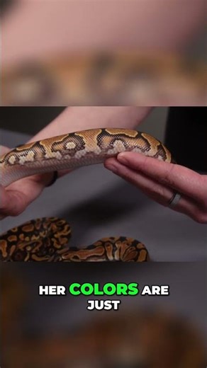 Ball Python Beauty Amazing Colors & Patterns Revealed!