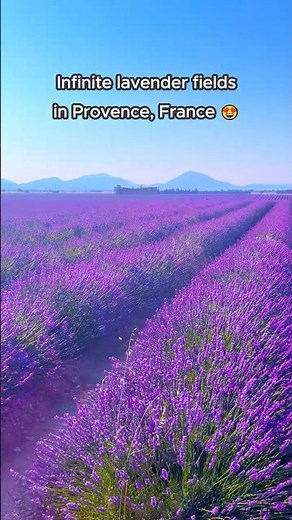 Walking Through Lavender Dreams in France 😍