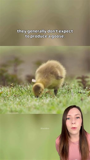 Two Sandhill cranes are raising a Canada gosling in Wisconsin, and none of them seem to notice one baby looks different. 🪿 The blended family has been together 5 months, doing everything side by side. 💕 📸 Alan Ginsberg / Rose Catlett #goose #crane #canadagoose #sandhillcrane #animaladoption #goodnews #animals | That Good News Girl