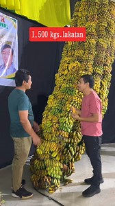 Giant banana display na naging sentro ng attraction sa mga bisita noong panagbunga festival. Ayon kay Engr. Ian Leng-ay Pancho ang 1,500 kgs na saging ay mula sa mga farmers ng Conner. Dati ng kialala ang Conner dahil sa maramihang produkto ng saging o banana republic. #PanagbengaFestival #ConnerApayao | Kelly Legman Kengay
