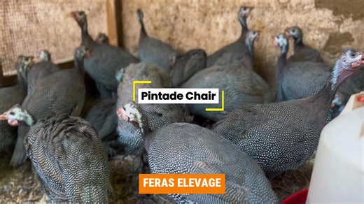 Voici une version plus professionnelle, crédible et commerciale, prête à publier 👇🔥 ⸻ 🐔🔥 Chez Feras Élevage, nous ne proposons pas de simples pintadeaux… 👉 Nos souches sont testées et validées dans nos propres fermes avant d’être mises à votre disposition. Admirez ces pintades : 💪 Robustes 📈 Bonne croissance 🔥 Excellente forme en seulement 3 mois d’élevage 👉 La différence, c’est la qualité dès le départ. Feras Élevage, des résultats réels, testés sur le terrain. #FerasÉlevage #Pintade #