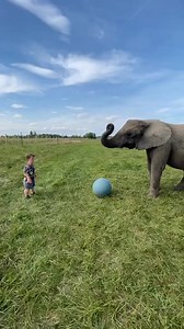 904K views · 10K reactions | Elephant soccer ⚽️ #soccer #animals #elephant #elephantlovers | Elephant's Life | Facebook