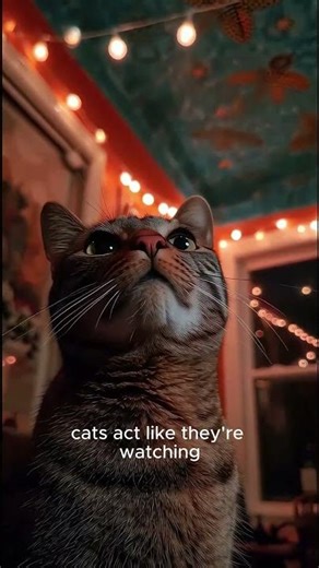 The Creepy Truth Behind Cats Watching the Ceiling... #shorts #cat #funnycats #cute