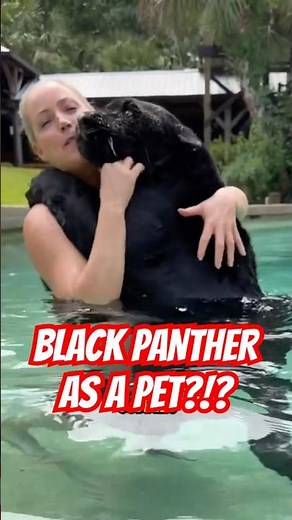 Is Having a BLACK PANTHER as a PET a Good Idea? 😳