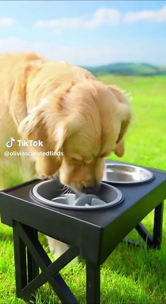 If your dog or puppy eats their food too fast, use slow feeders for their meals. *if you want to go the extra mile, hand feed your dog in a 5-10 minute training session* Visit our TikTok Store to see slow feeders like the ones in this video! Follow for daily dog tips and training 🐾 #fyp#dogfood #doghack #dogtok #dogowner,dogownerproblems,dogbowl,slowfeeder,dogtips