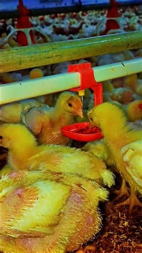 Cute little chick drinking water