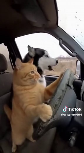 Cat and Doggy Offroad Adventures Compilation