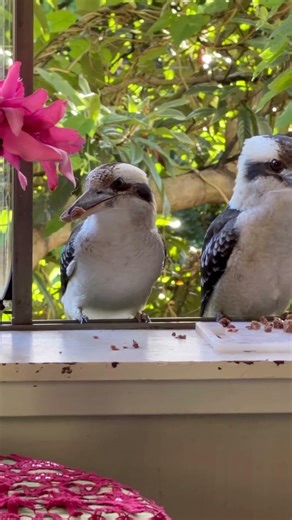 Super Empath & Nature 🌿 Deep Connection to Animals is Your Gift #shorts