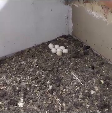 14K views · 648 reactions | What one million rat remains look like. Probably need to explain this. Owls eat rats, whatever doesn't get digested like bones, teeth and fur gets regurgitated the following day. That's what you see | Owl Rescue Centre | Facebook