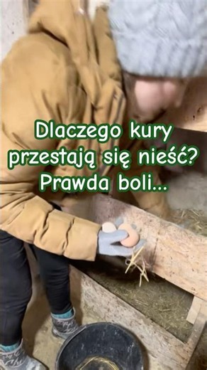 Dlaczego kury przestają się nieść? Prawda boli…