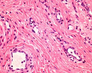 De cel / Van groot naar klein / Havo/Vwo 3 | biologie voor het voortgezet onderwijs