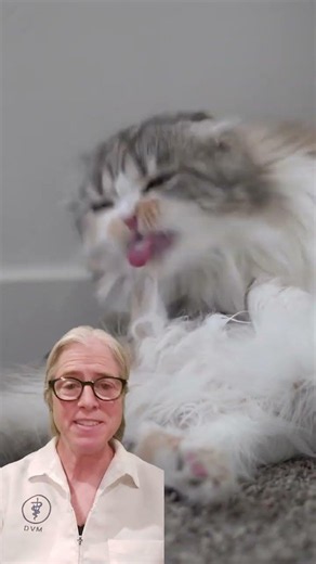 Cat Losing Fur and Scratching? It Could Be Mange