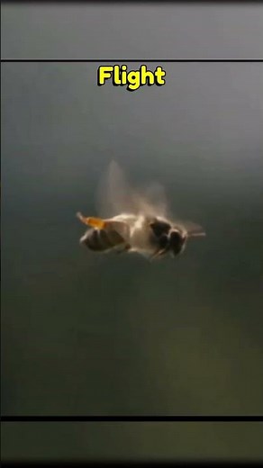 Why Drone Bees die After Mating 🤔🤯