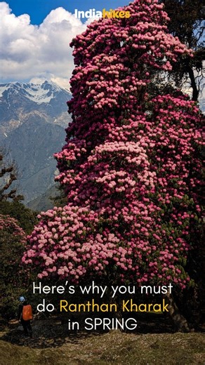 Indiahikes | If spring had a signature trek, Ranthan Kharak would be it. This is one of those rare Himalayan trails where spring doesn’t just show up —... | Instagram