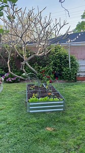 11K views · 167 reactions | #homesteader #homemade #homesteadlife #prepper #beprepared #homesteadingskills #fromscratchcooking #farmlife #urbanfarm #garden #gardening #prepare #growyourownfood #fallgarden #plants #realfood #howto #purposefulliving #homesteadingmama #preservation #canning #dehydrate #diy | Farmer K Homestead | Facebook