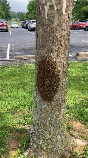 Owensboro Community & Technical College on Reels