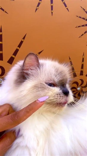 Trudy❤️#foryou #highlights #cat #catlovers
