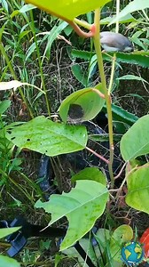 13K views · 308 reactions | Natural birds | Natural World | Facebook