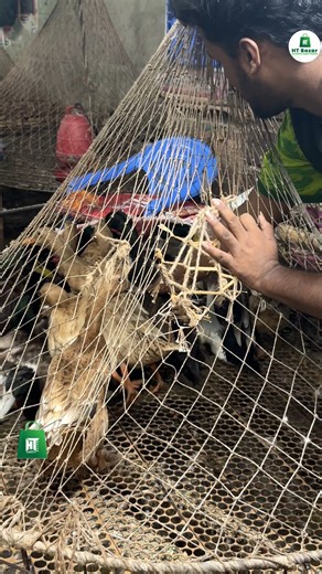 HT Bazar on Instagram: "Electric Poultry Pulling Machine"