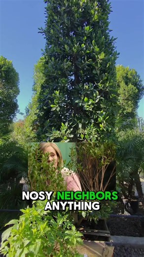 Need privacy fast? 🤔 We have two great choices: columns for full top-to-bottom coverage, or trees for privacy without losing that open feel of your backyard. The Ficus Nitida is a fast-growing option that offers flexibility with pruning for any shape, size, or style! #treesoftiktok #landscapedesign #privacyfence