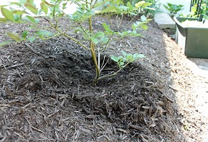 Spot-terracing: The secret to getting plants to ‘take’ on a slope