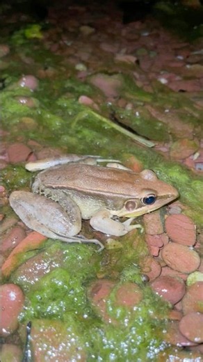 Funny Frogs Jumping at Night 🐸 | Cute Frog Moments That Will Make You Laugh