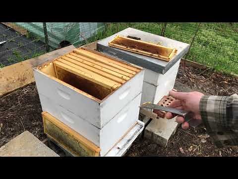 MAKE sure to do THIS when reusing an old BEEHIVE !