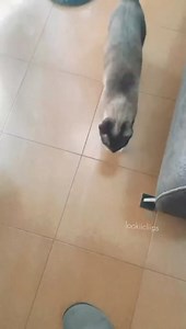 #Auron vs #Alexa | Luizito GamePlay