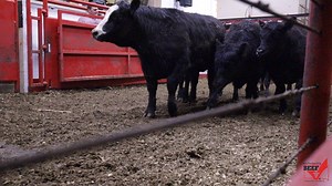 5.2K views · 71 reactions | Did you know that livestock auction...