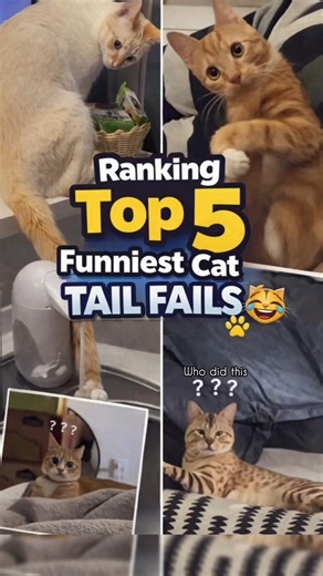 Top 5 Funniest Cat TAIL FAILS 😹🐾 (Try Not To Laugh)