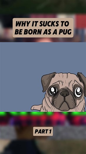 Why it Sucks To Be Born As a Pug #pug #animalhealth #biology #vetmed #whatif