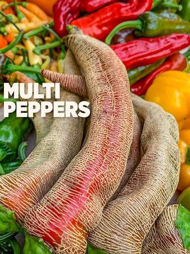 Exploring Pepper Varieties in Today's Harvest