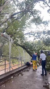 56K views · 648 reactions | Sefate se otlile motho Tele Bridge ebile o ile le mailili. Ha re morapeliseng to | Lilaphalapha | Facebook