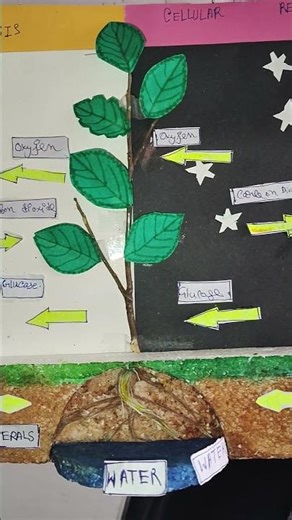 #photosynthesis #project