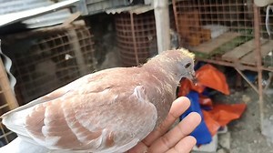 Kalapati Off Color: Pigeon Racing in Taiwan