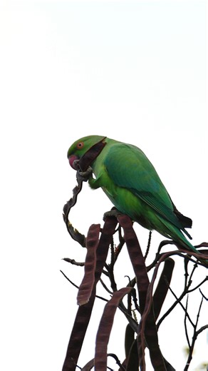 17K views · 3.8K reactions | Rose-ringed parakeet | 퐍퐚퐭퐮퐫퐞 퐏퐡퐨퐭퐨퐬 퐁퐨퐨퐤 | Facebook