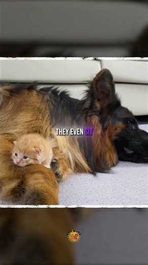 Giant Dog is Scared of Tiny Kitten 😭