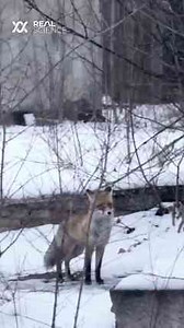 How radiation is helping wolves thrive in Chernobyl